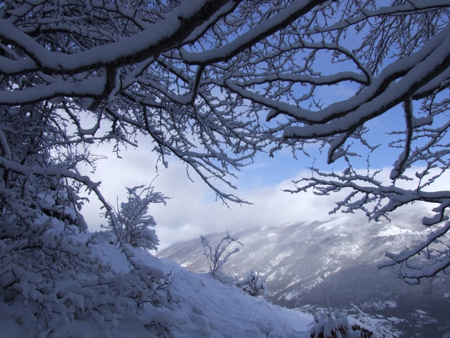 bosco innevato